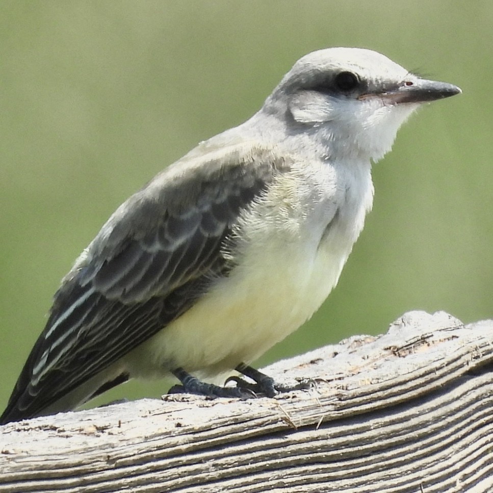 Western Kingbird - ML639639428