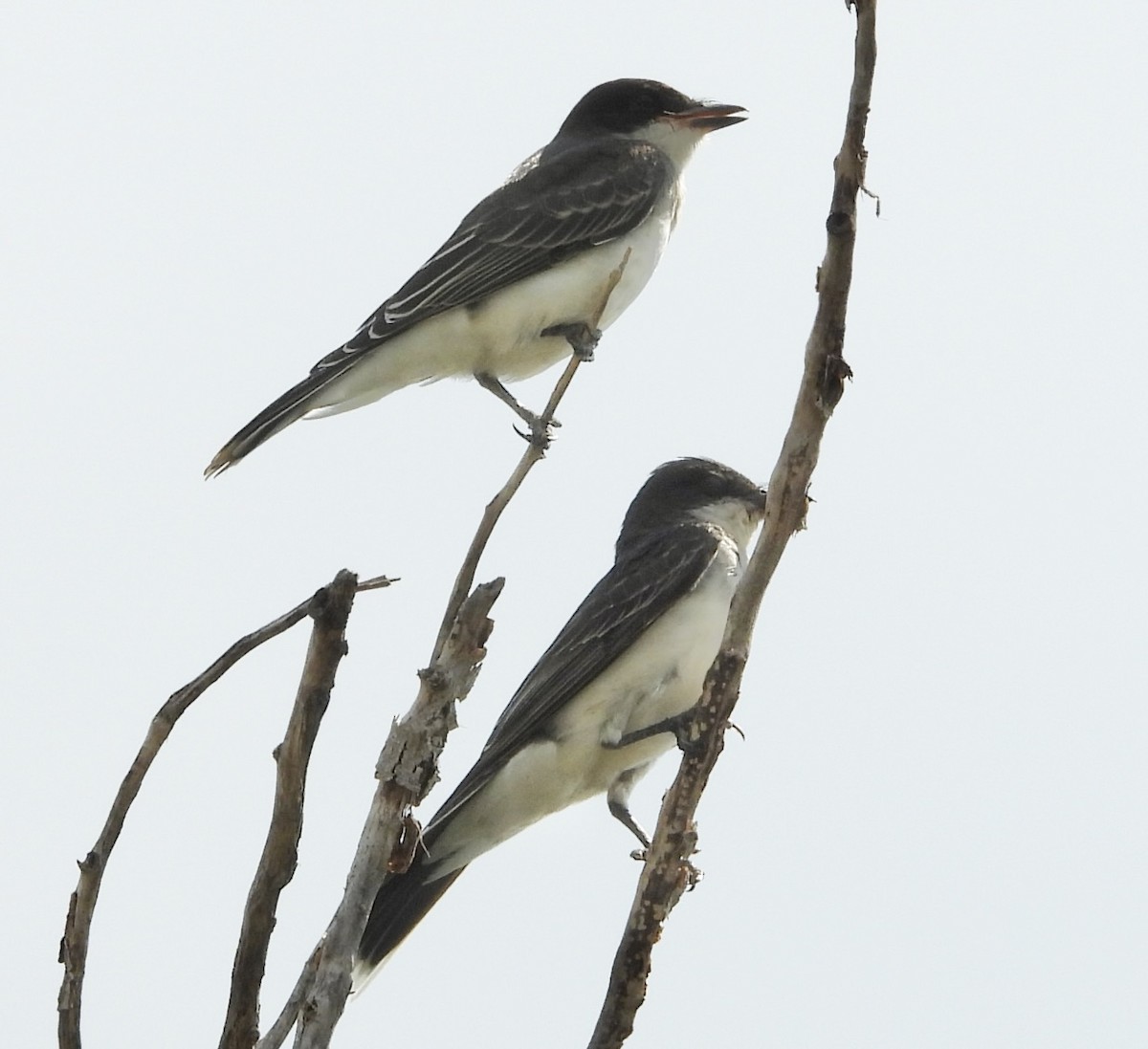 Eastern Kingbird - ML639639435