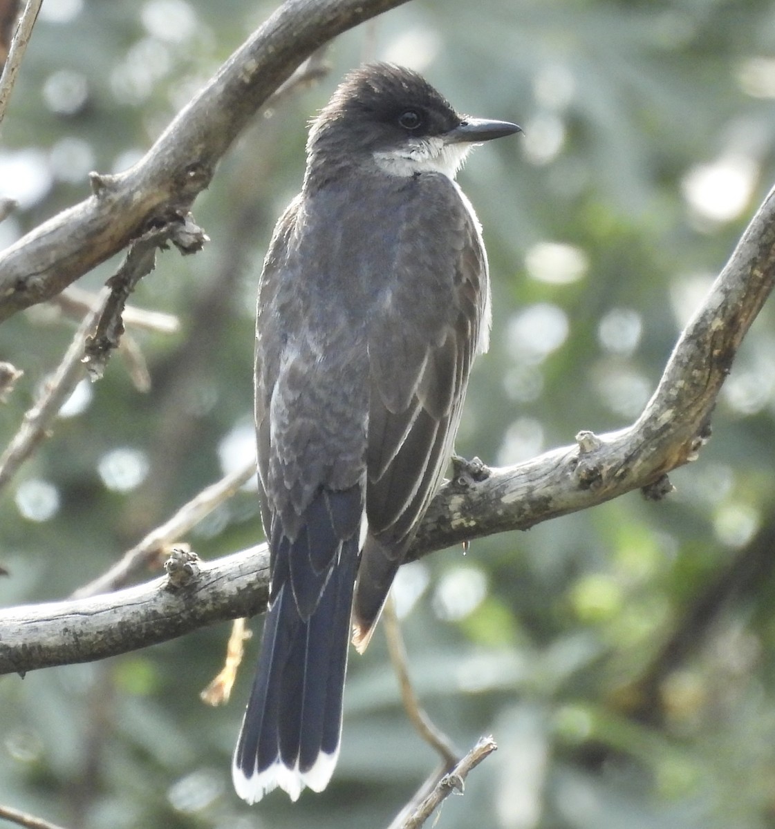 Eastern Kingbird - ML639639436