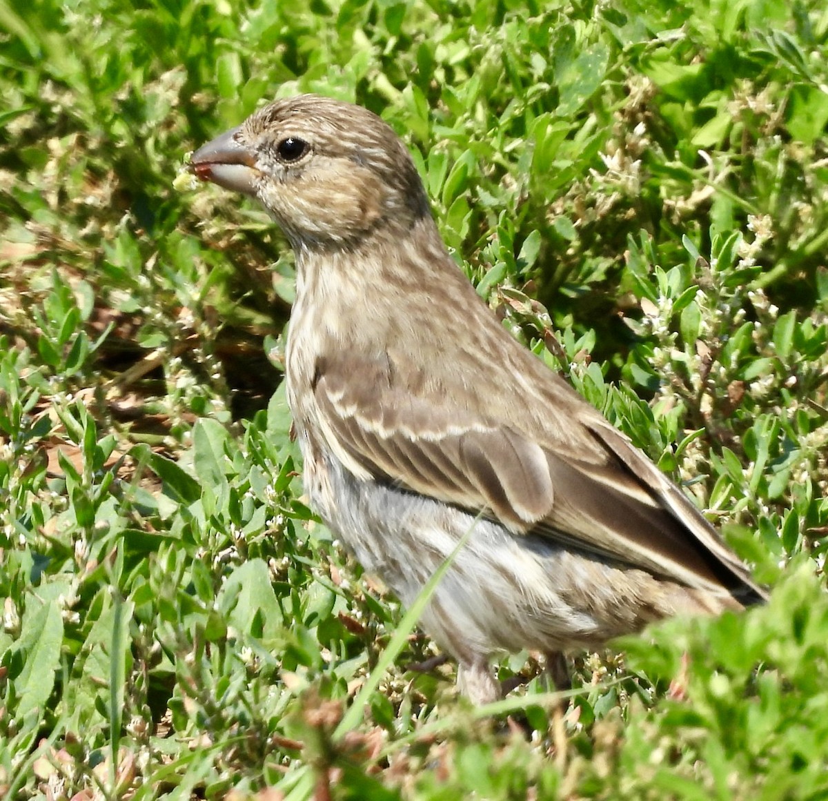 House Finch - ML639639439