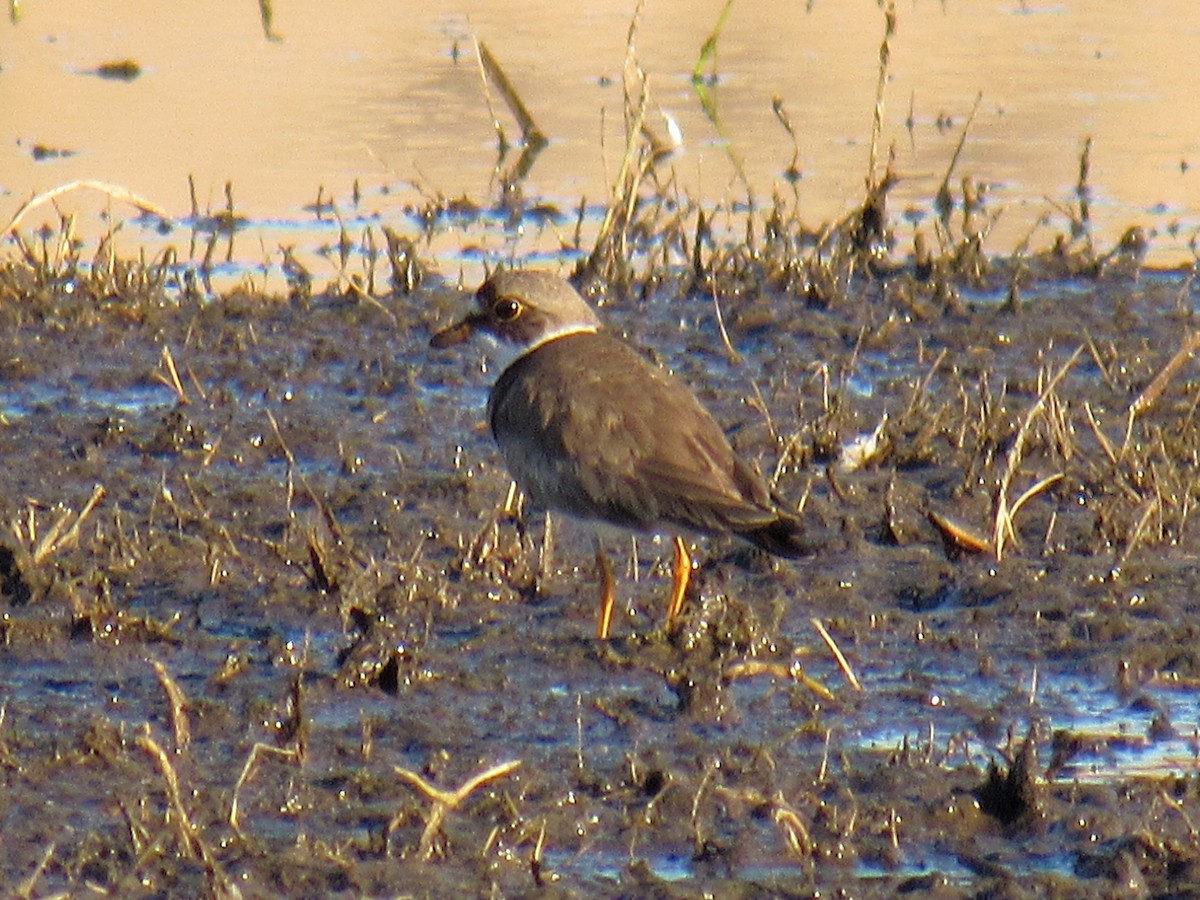 Semipalmated Plover - ML639639442