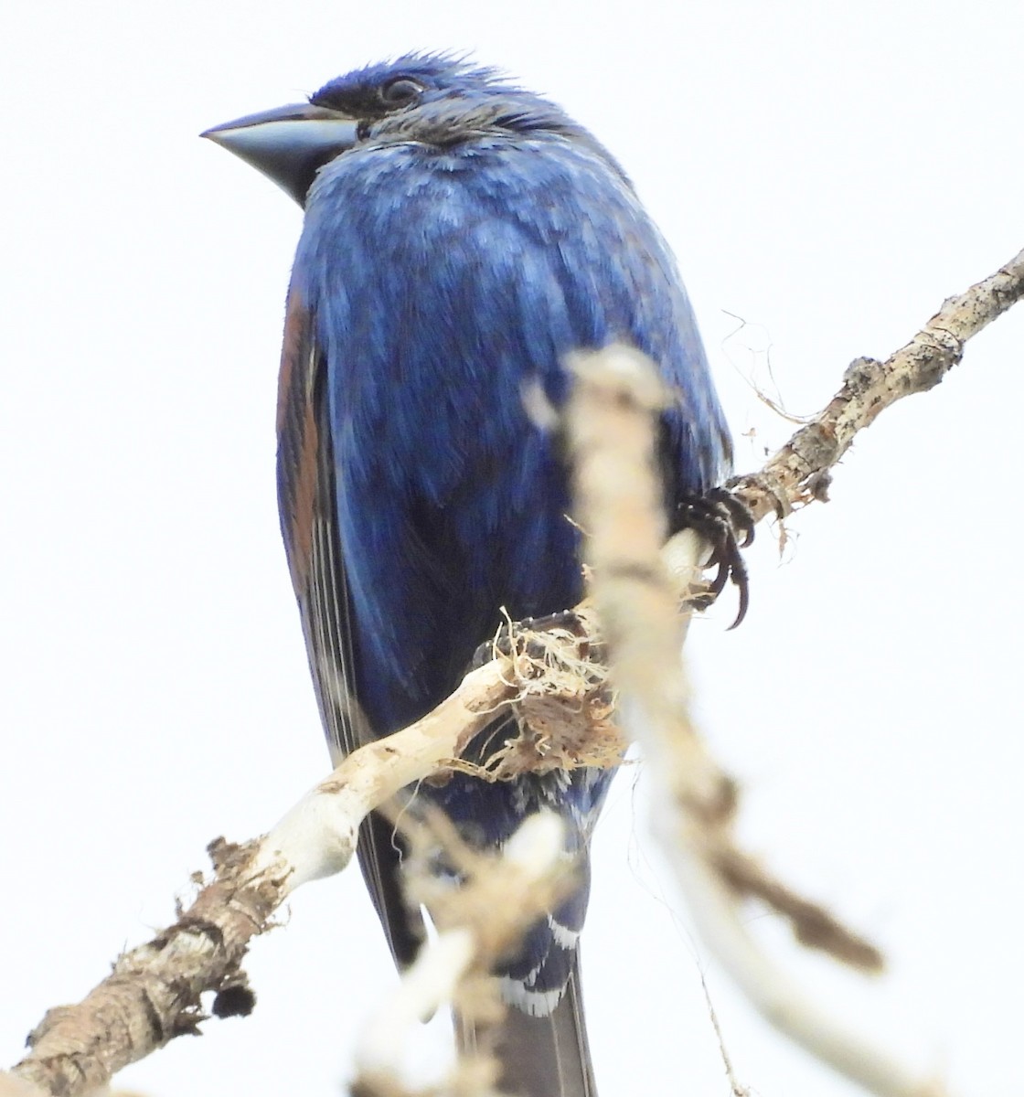 Blue Grosbeak - ML639639449