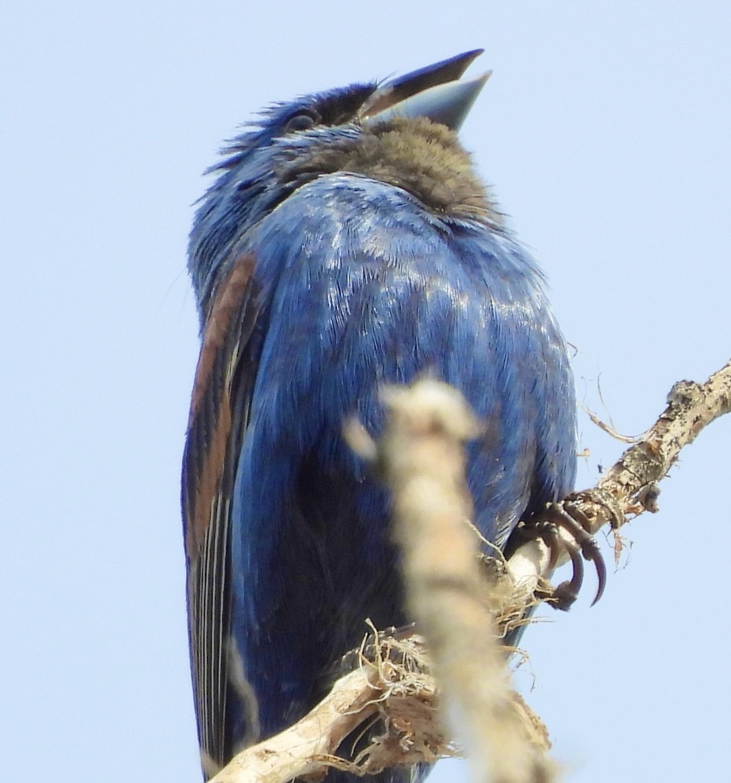 Blue Grosbeak - ML639639450