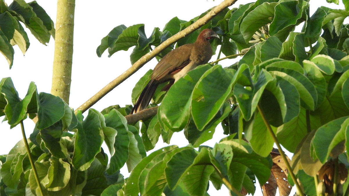 Chachalaca Alirroja - ML639639539