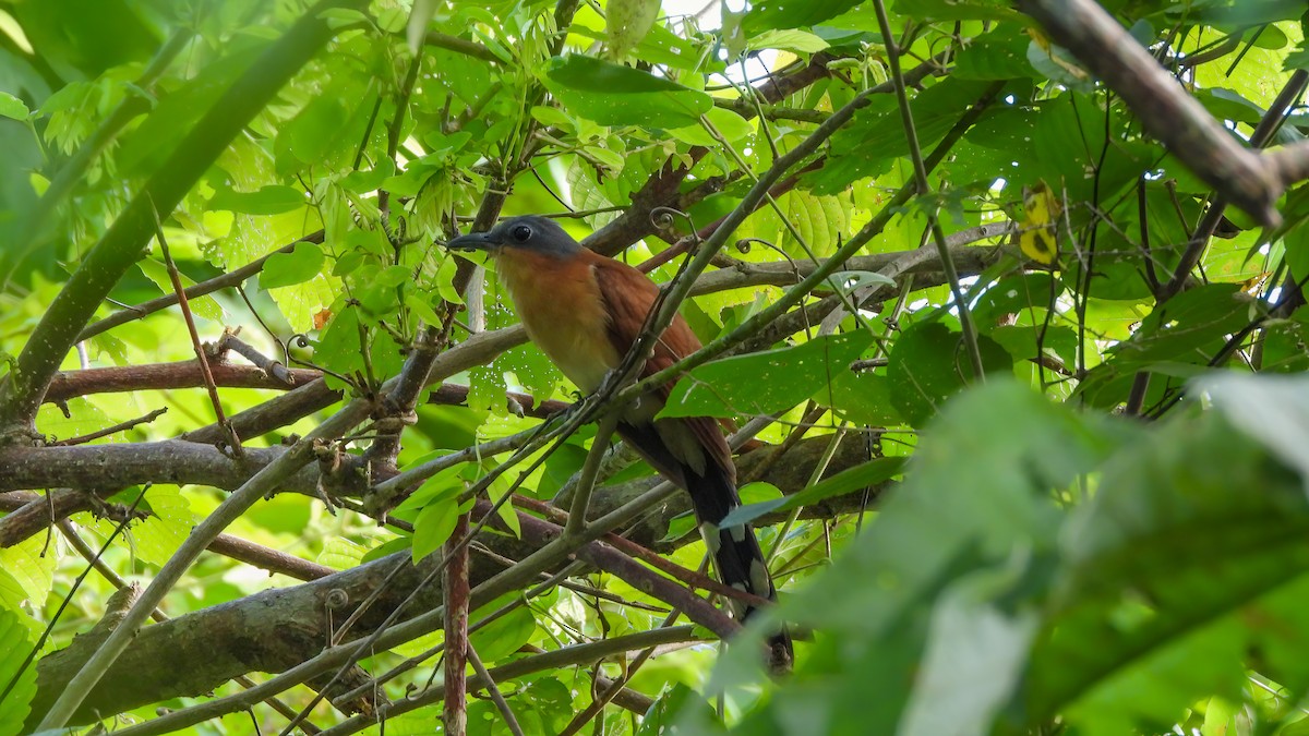 Gray-capped Cuckoo - ML639639562