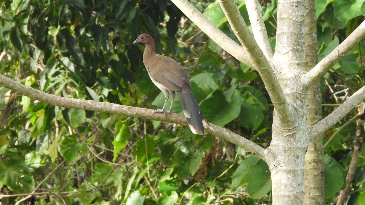 Chachalaca Alirroja - ML639639574