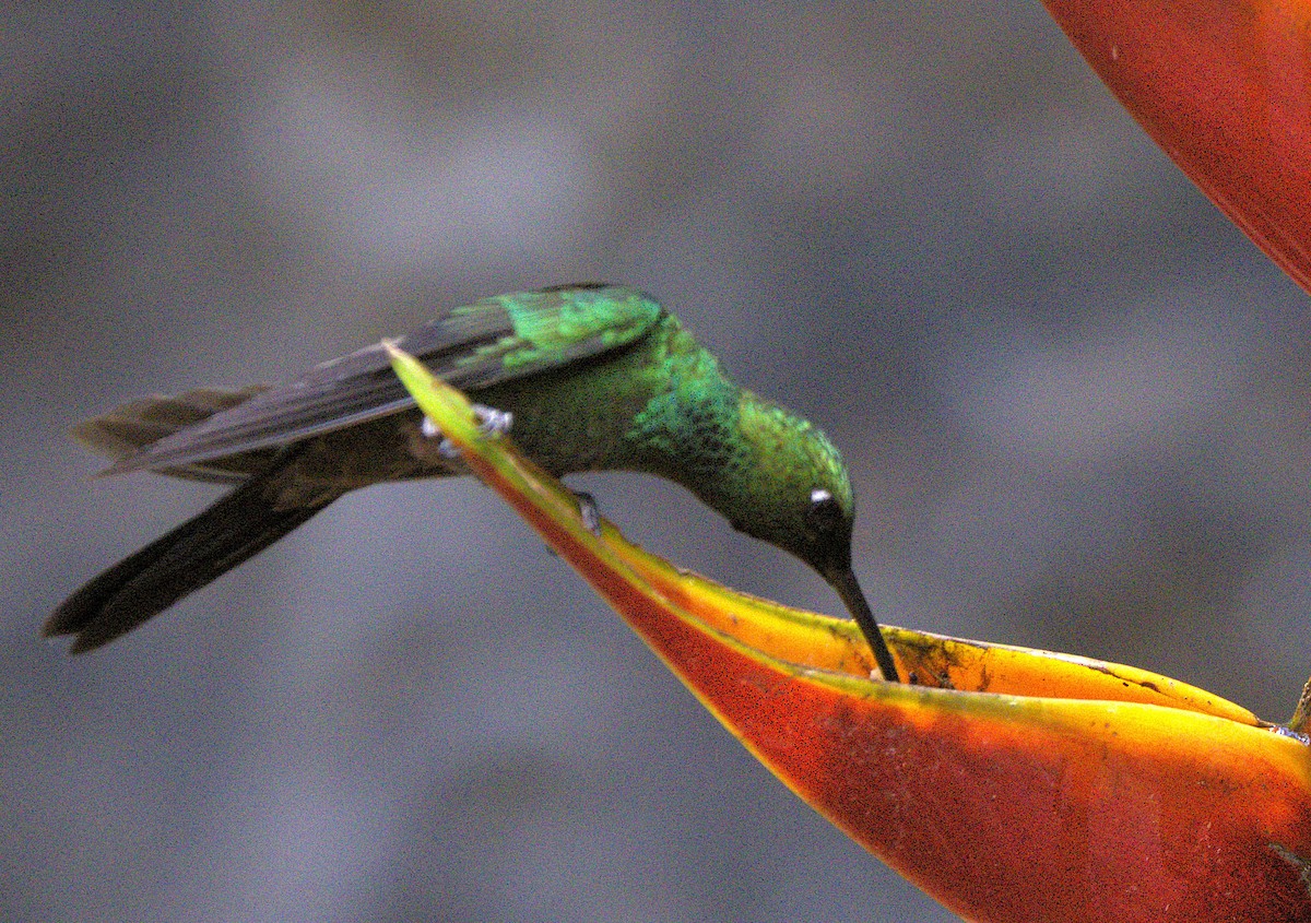 Rufous-tailed Hummingbird - ML639639654