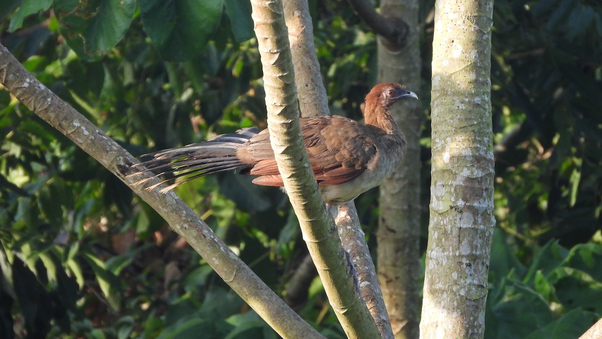 Chachalaca Alirroja - ML639639696