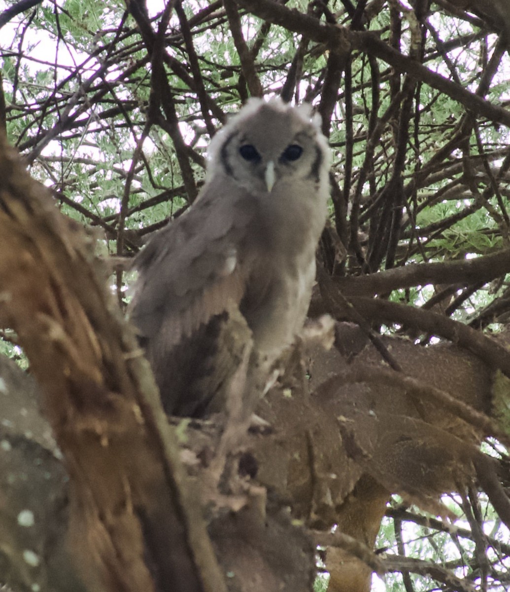 Verreaux's Eagle-Owl - ML639639707