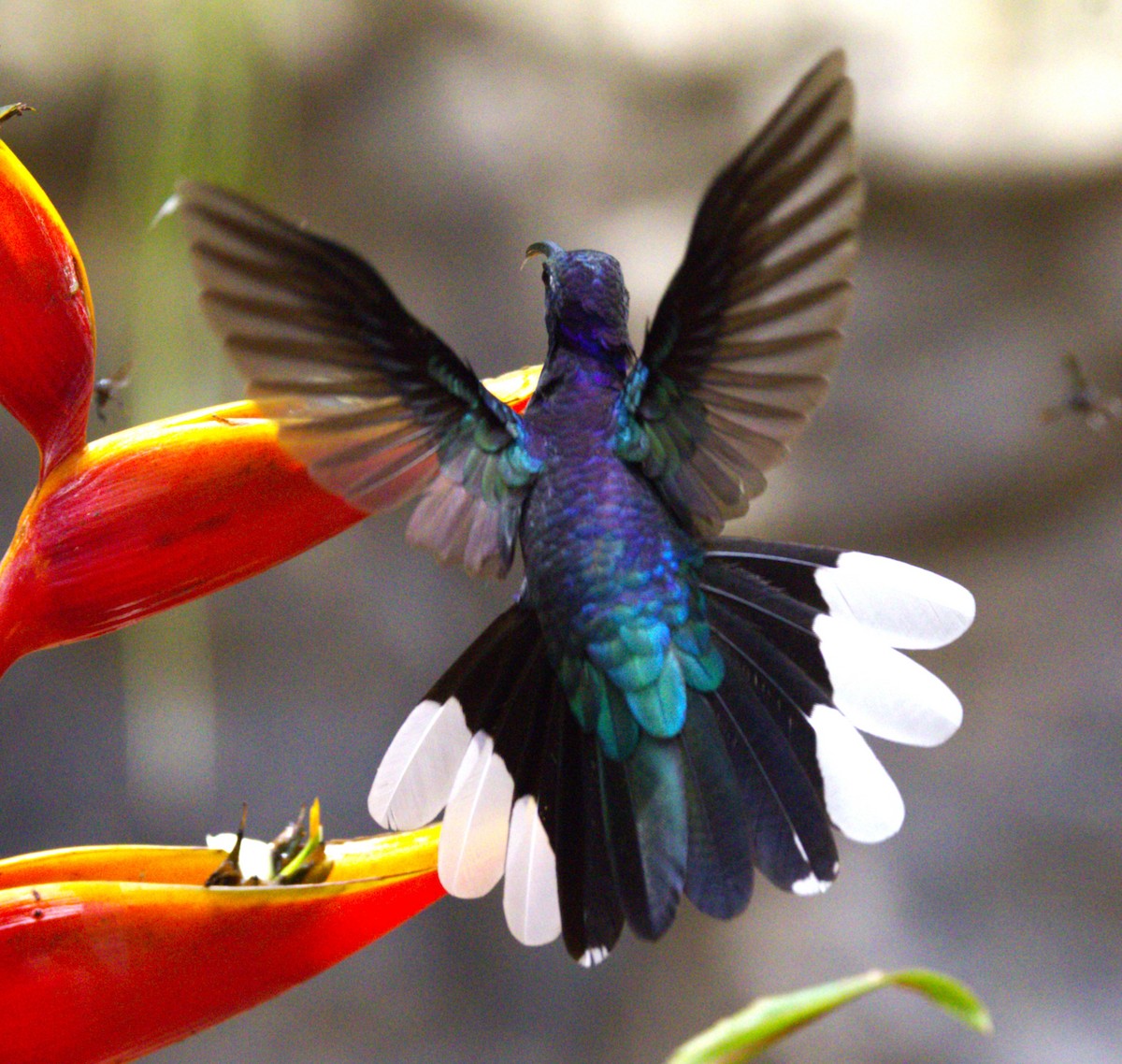 Violet Sabrewing - ML639639722