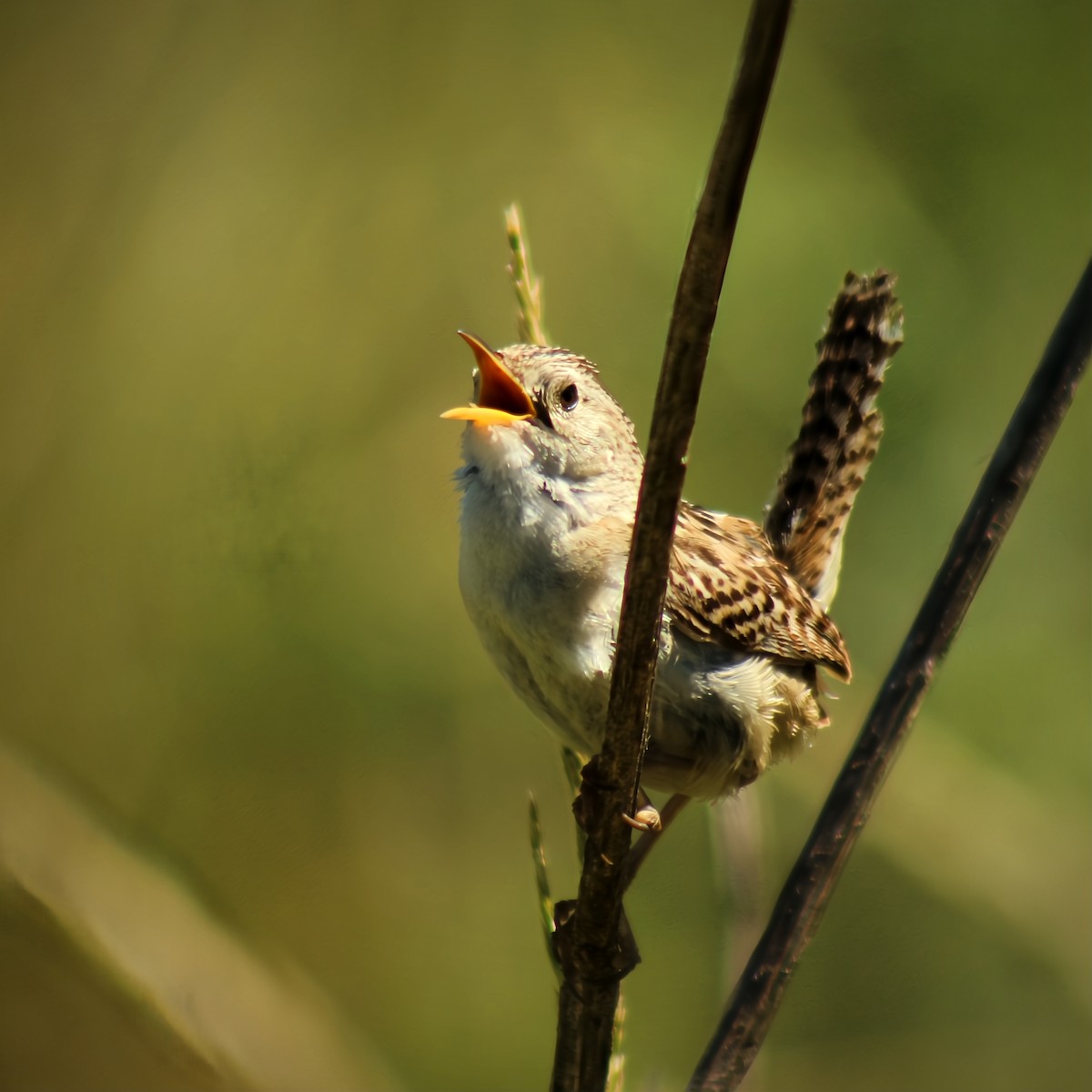 Grass Wren - ML639639783