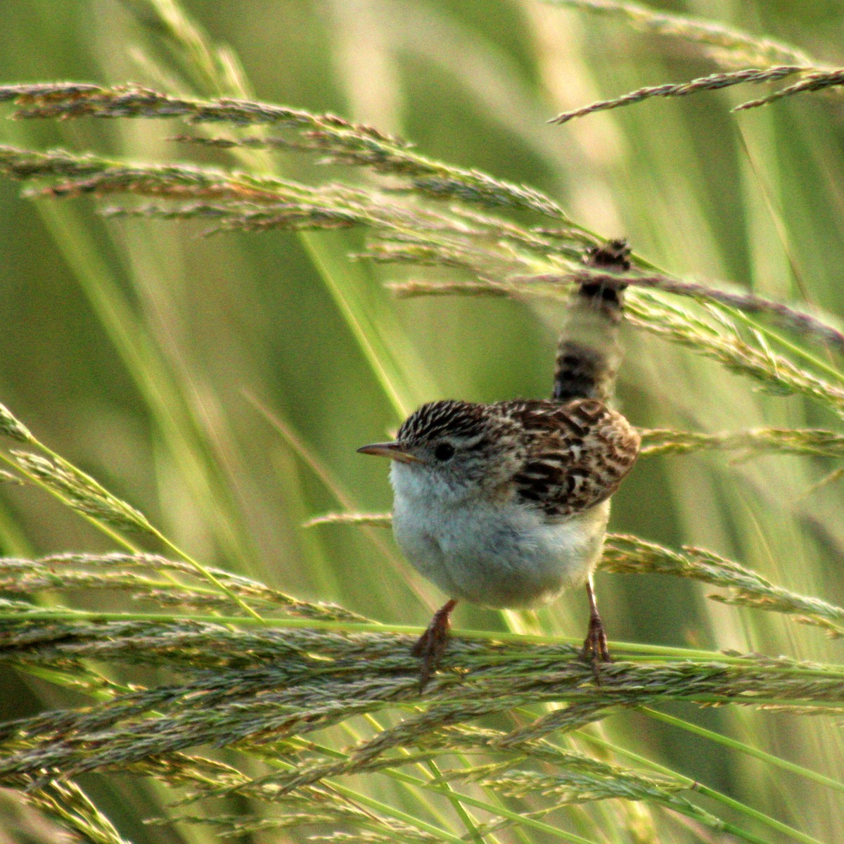 Grass Wren - ML639639784