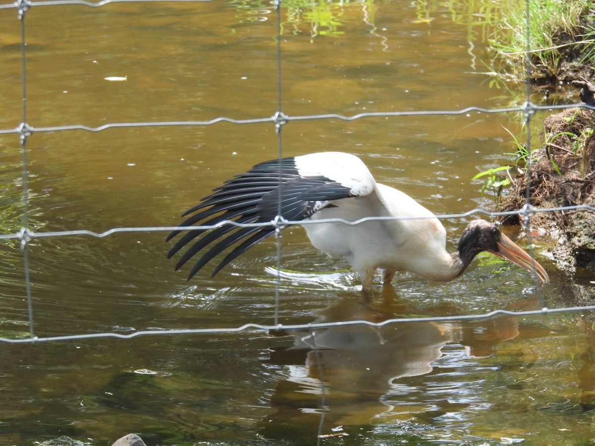 Kara Boyunlu Orman Leyleği - ML639639834