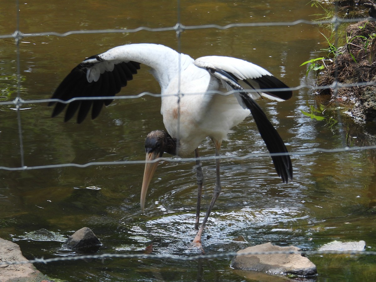 Kara Boyunlu Orman Leyleği - ML639639844