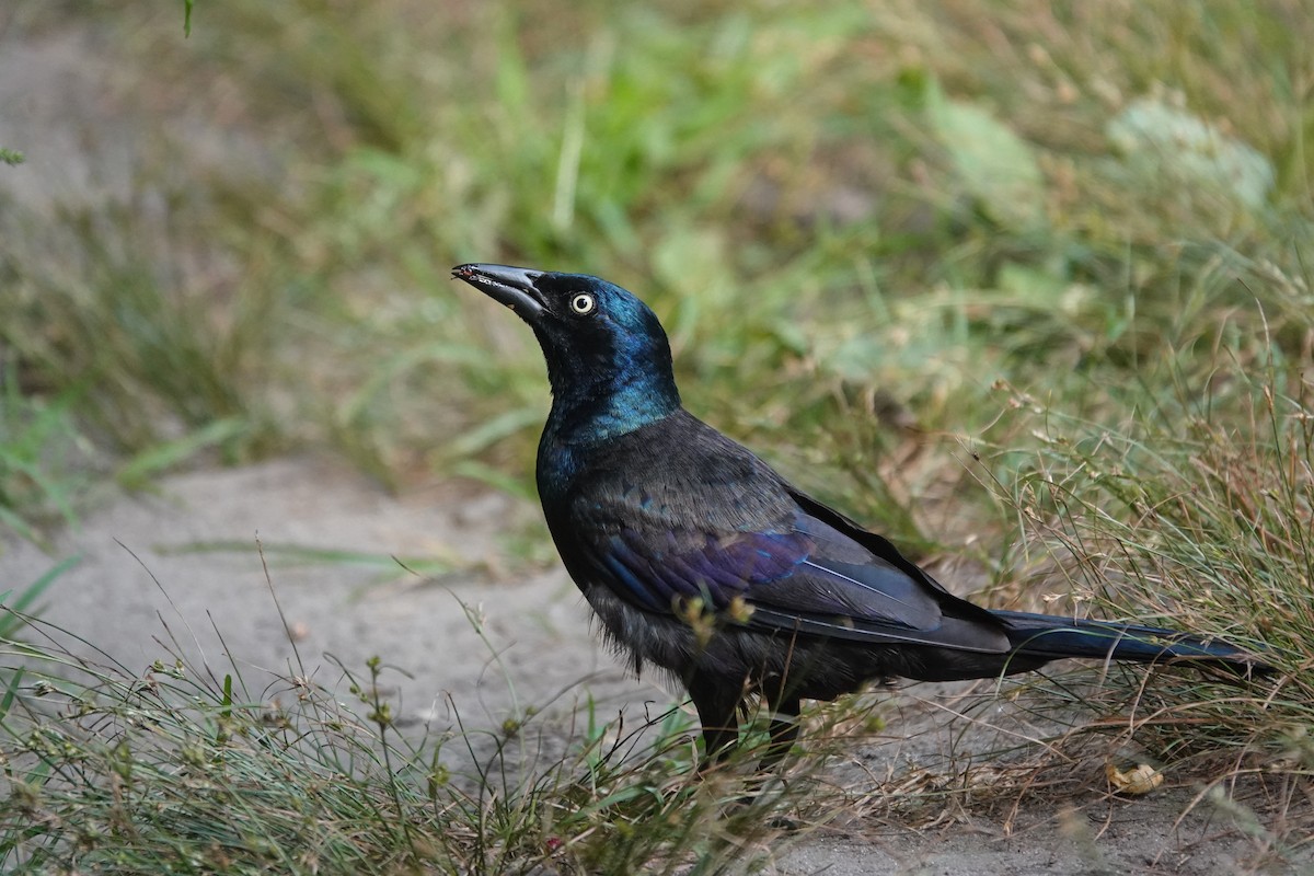 Common Grackle - ML639639847