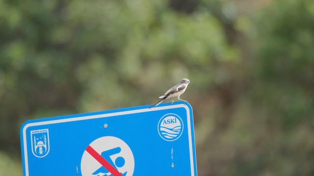 חנקן נובי - ML639639853
