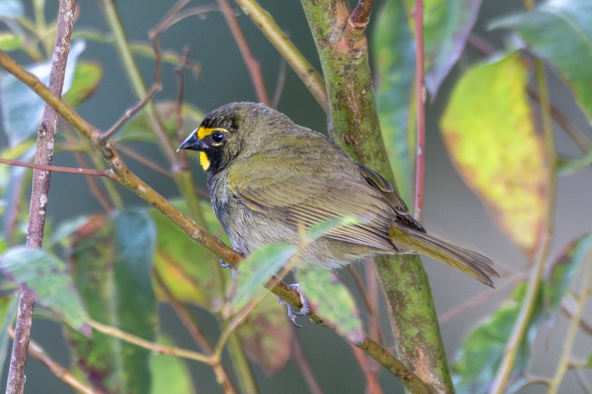 Yellow-faced Grassquit - ML639639880