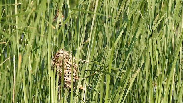 Marsh Wren - ML639639886