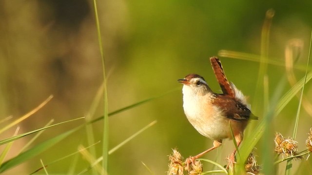 Marsh Wren - ML639639939