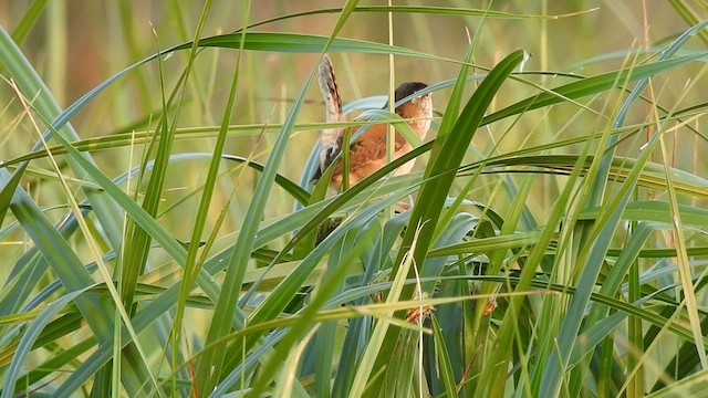 Marsh Wren - ML639639945