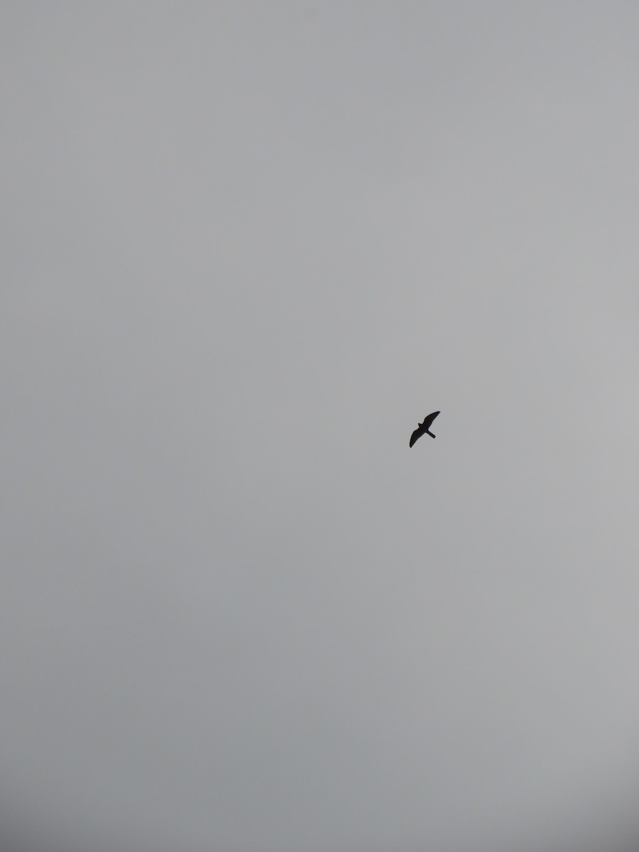 Lesser Kestrel - ML639639947