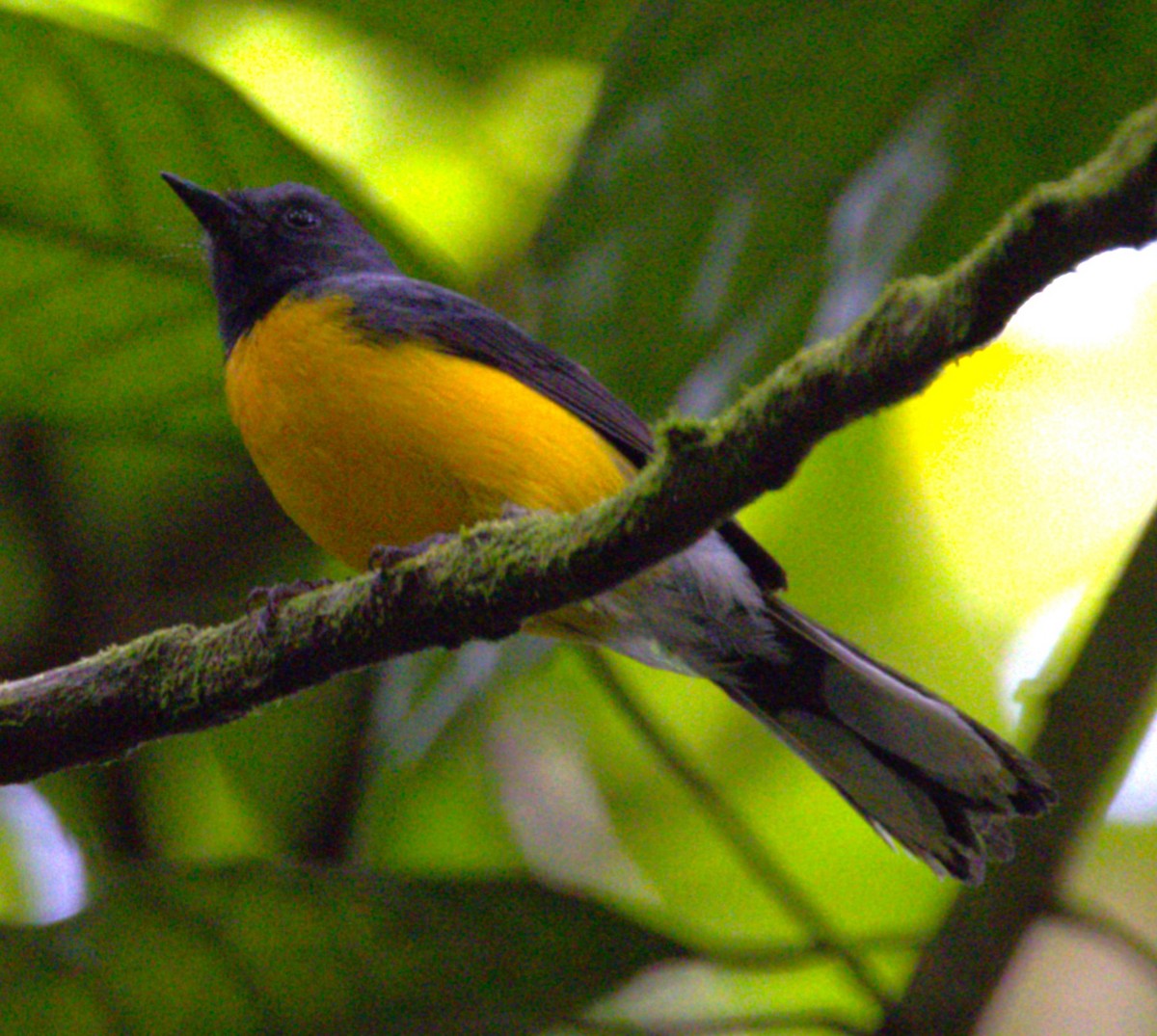Slate-throated Redstart - ML639639998