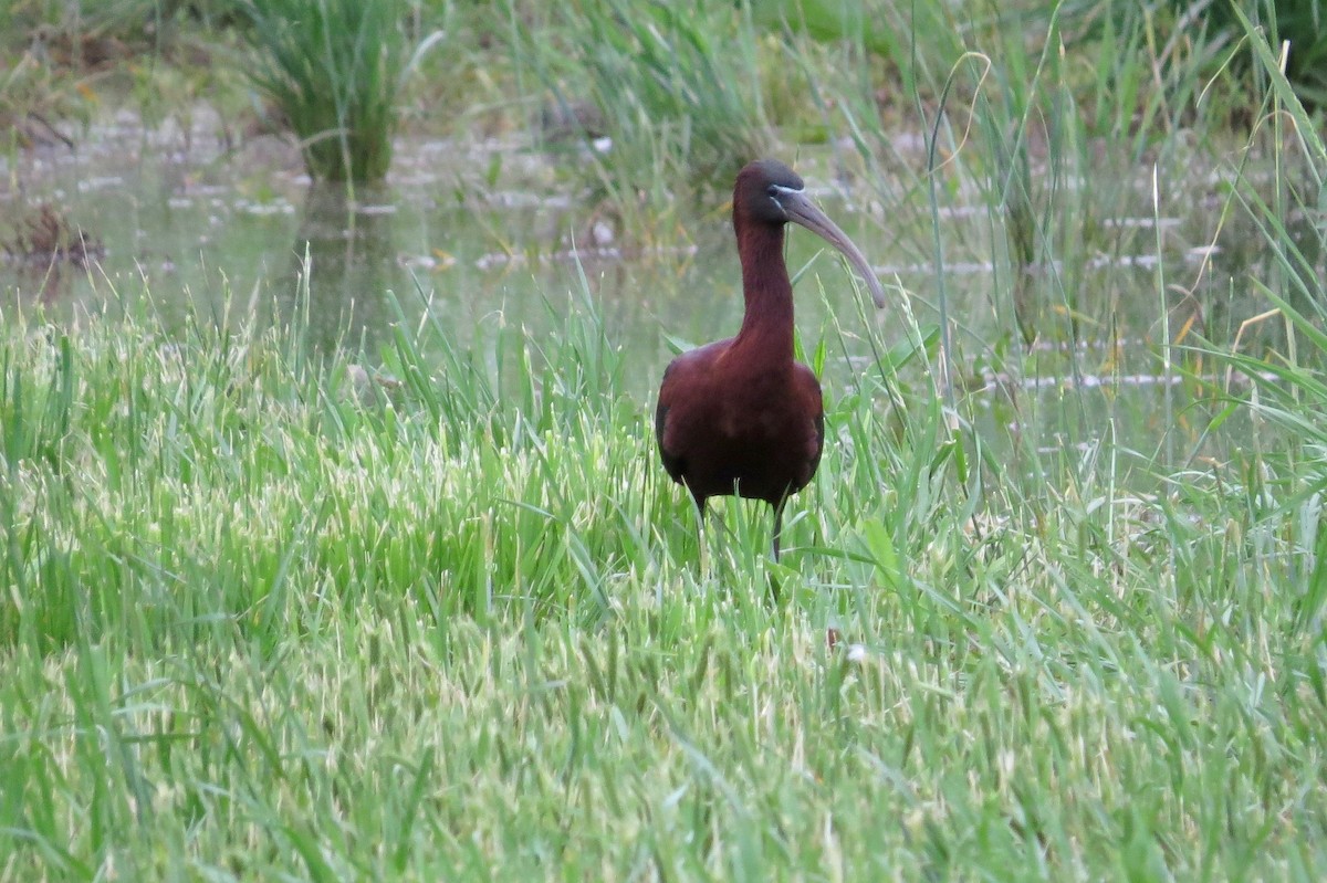 Glossy Ibis - ML639640035