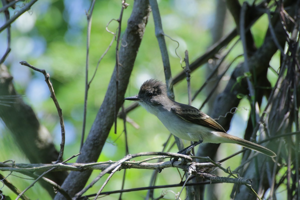 Puerto Rican Flycatcher - ML639640051