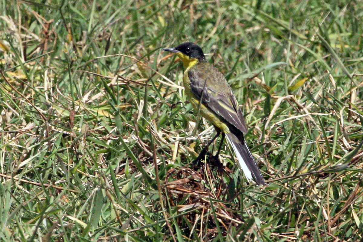 Western Yellow Wagtail (feldegg) - ML639640090