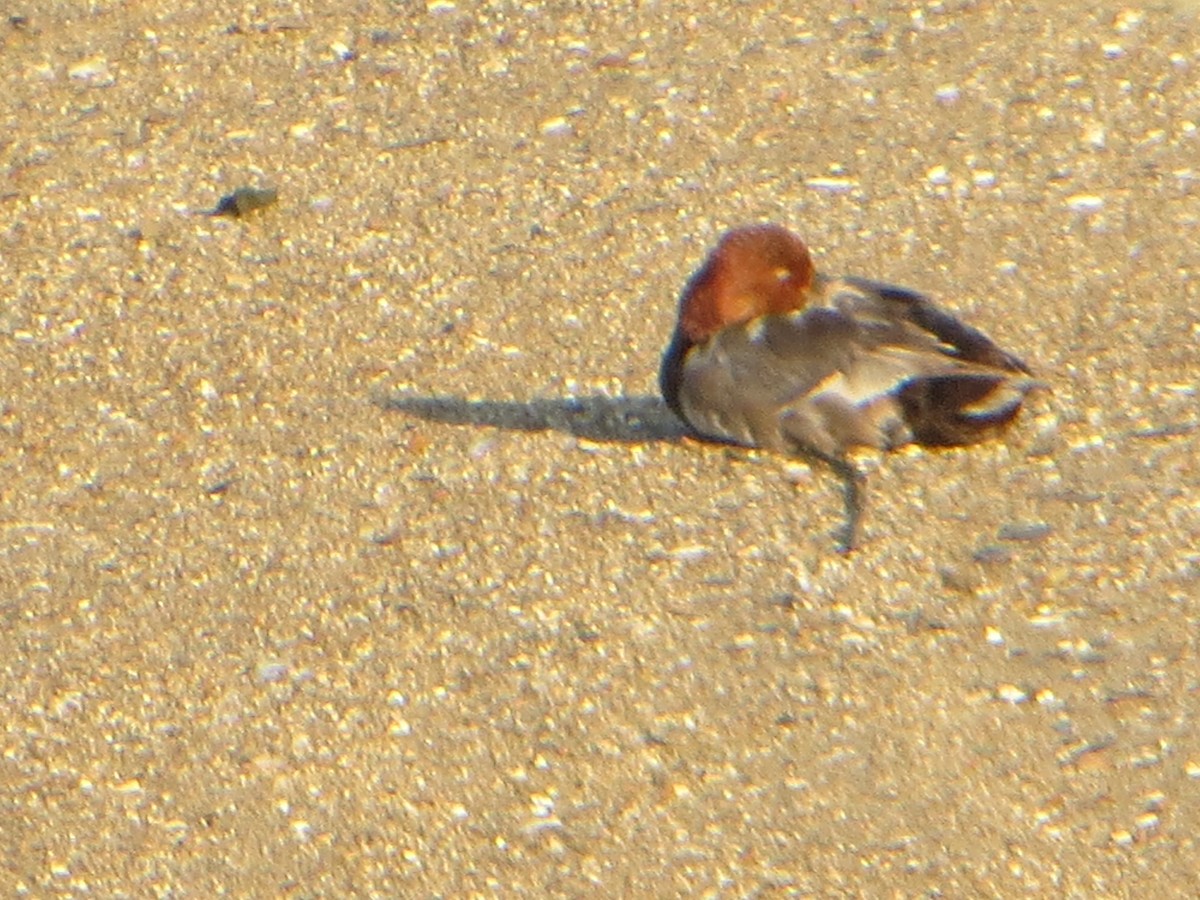 kobberhodeand - ML639640096