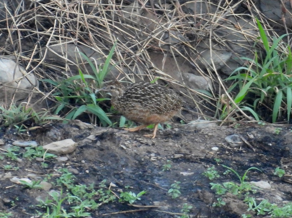 Tinamou curvirostre - ML639640119