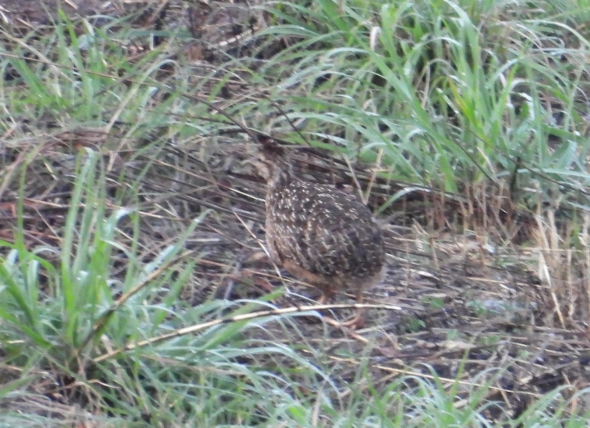 Tinamou curvirostre - ML639640121