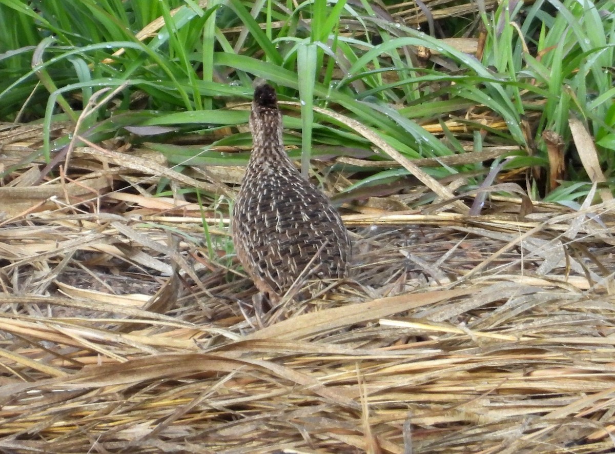 Tinamou curvirostre - ML639640122