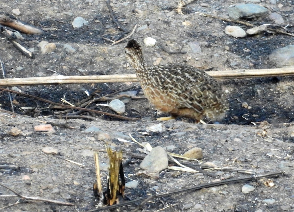 Tinamou curvirostre - ML639640123