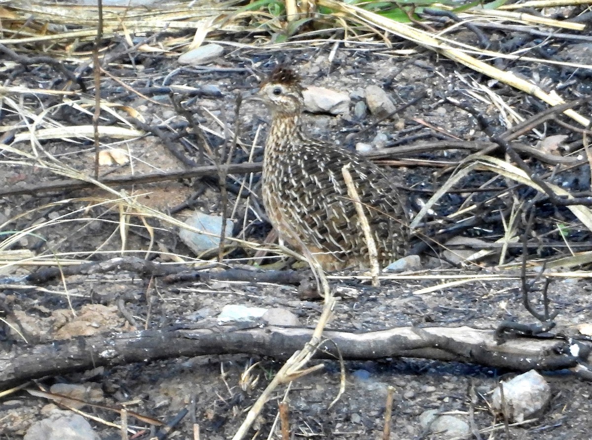 Tinamou curvirostre - ML639640124