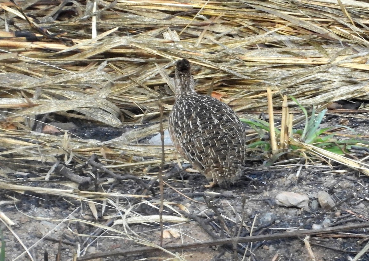 Tinamou curvirostre - ML639640125