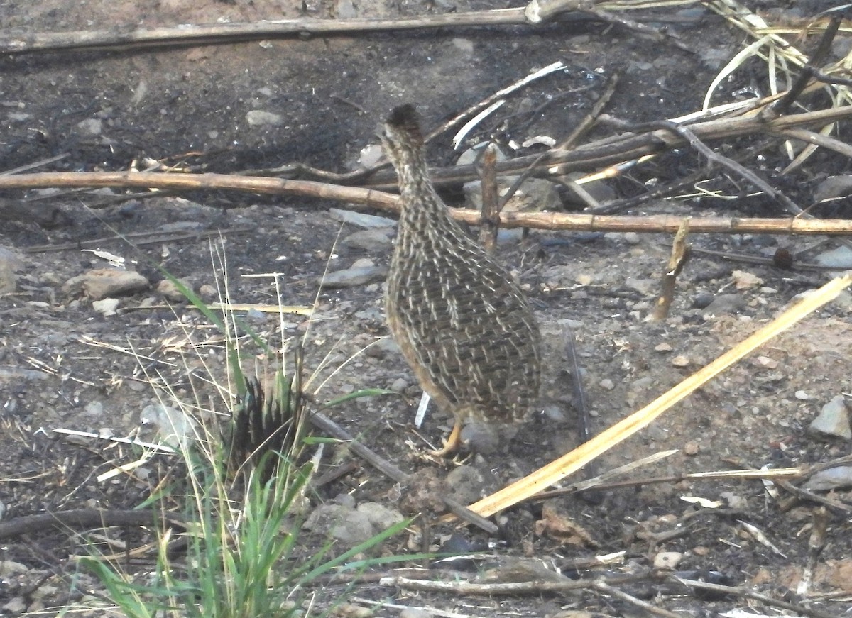 Tinamou curvirostre - ML639640127
