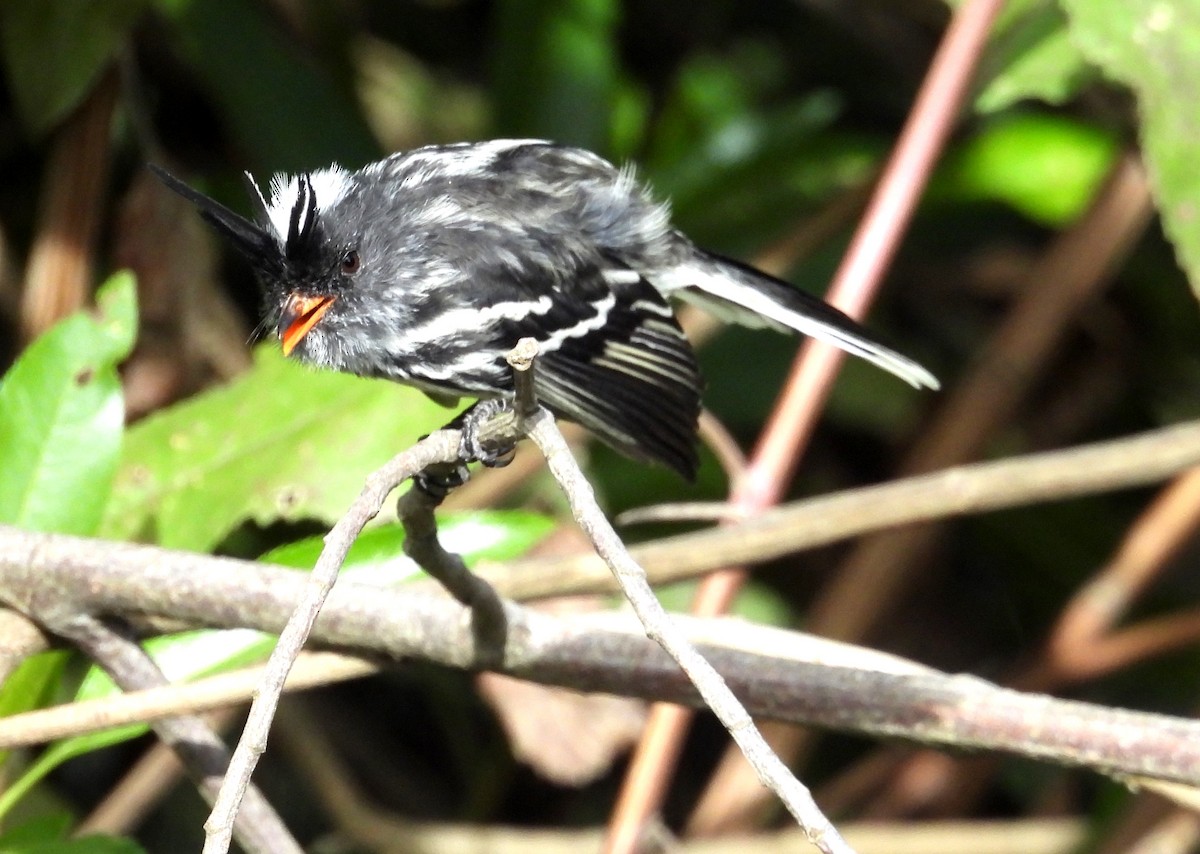 Black-crested Tit-Tyrant - ML639640153