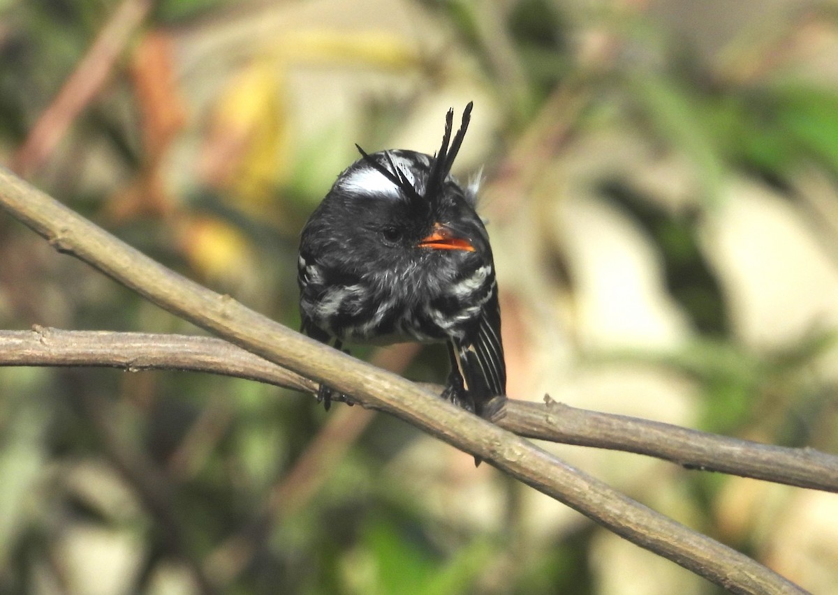 Black-crested Tit-Tyrant - ML639640154