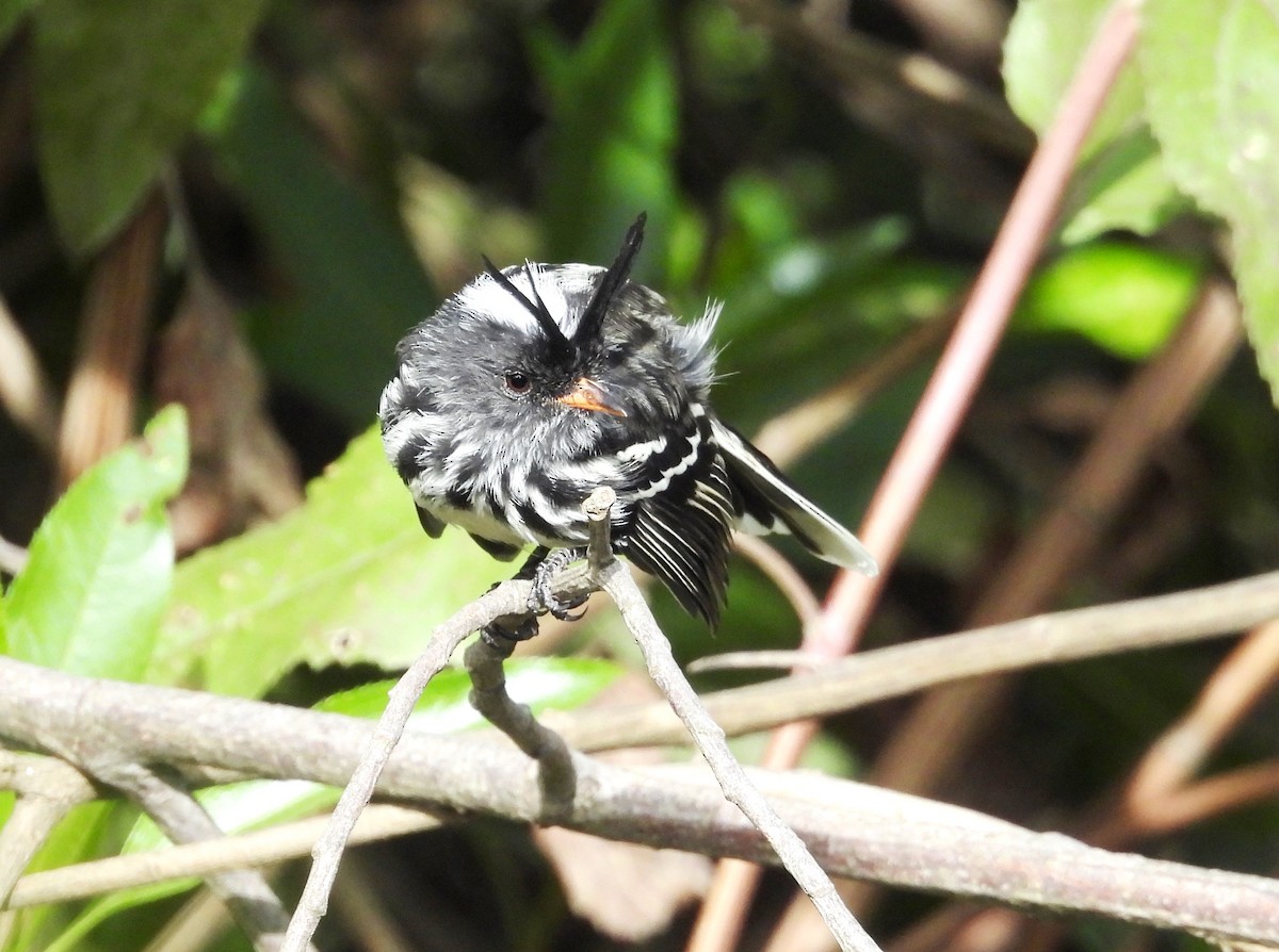 Black-crested Tit-Tyrant - ML639640155
