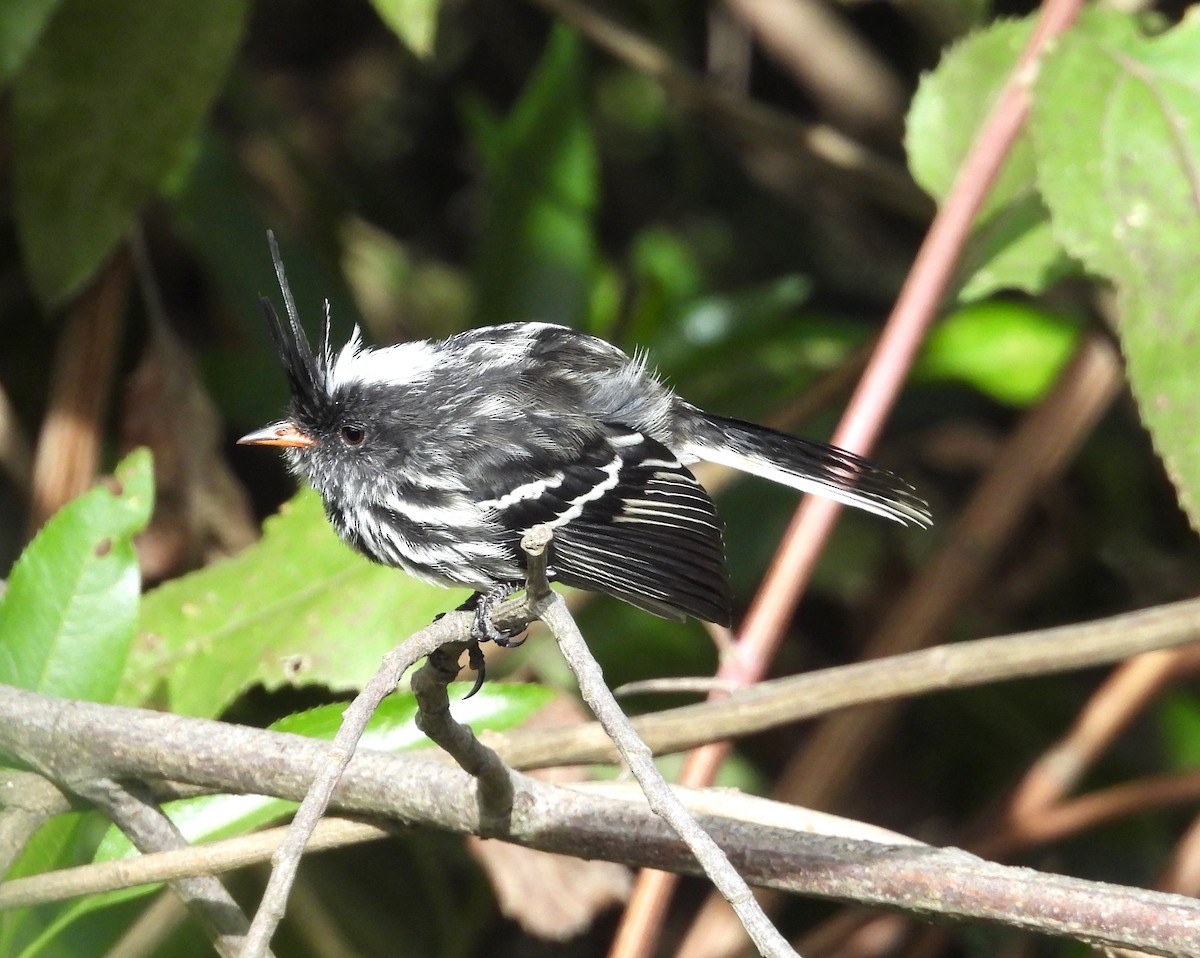 Black-crested Tit-Tyrant - ML639640156