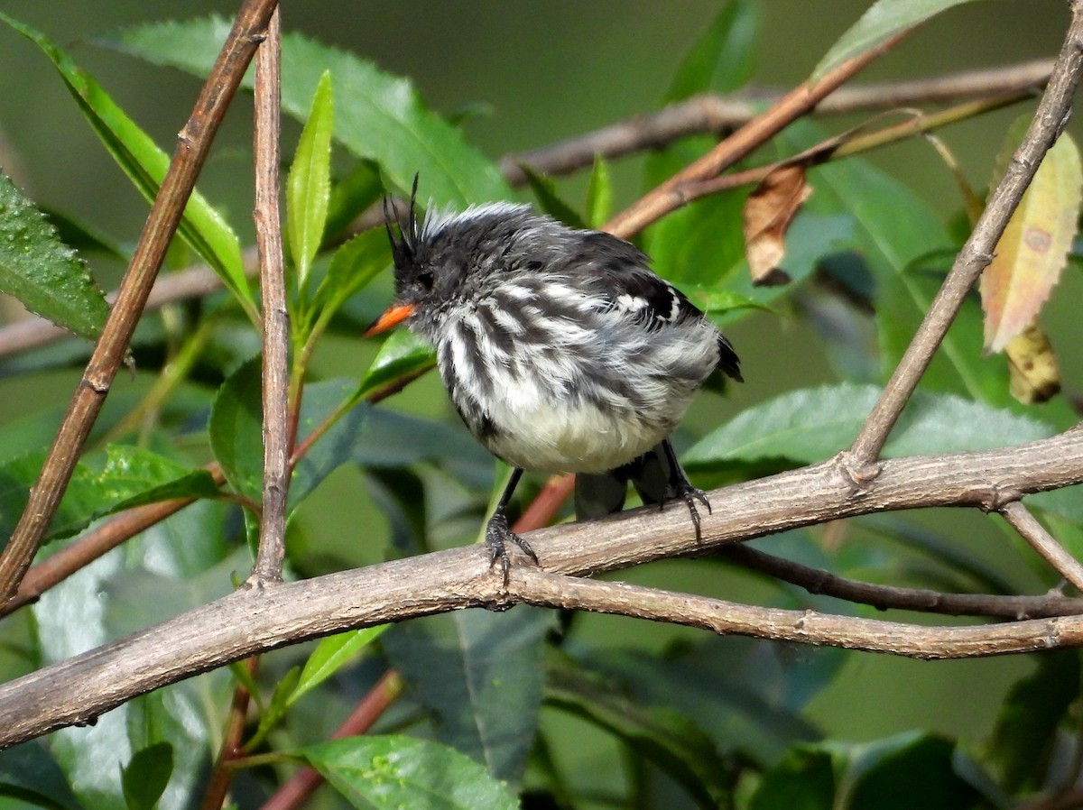 Black-crested Tit-Tyrant - ML639640157