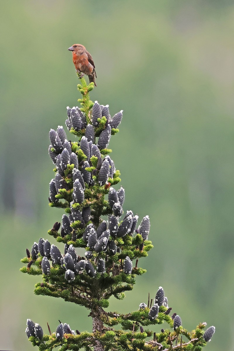 Cassia Crossbill - ML639640178