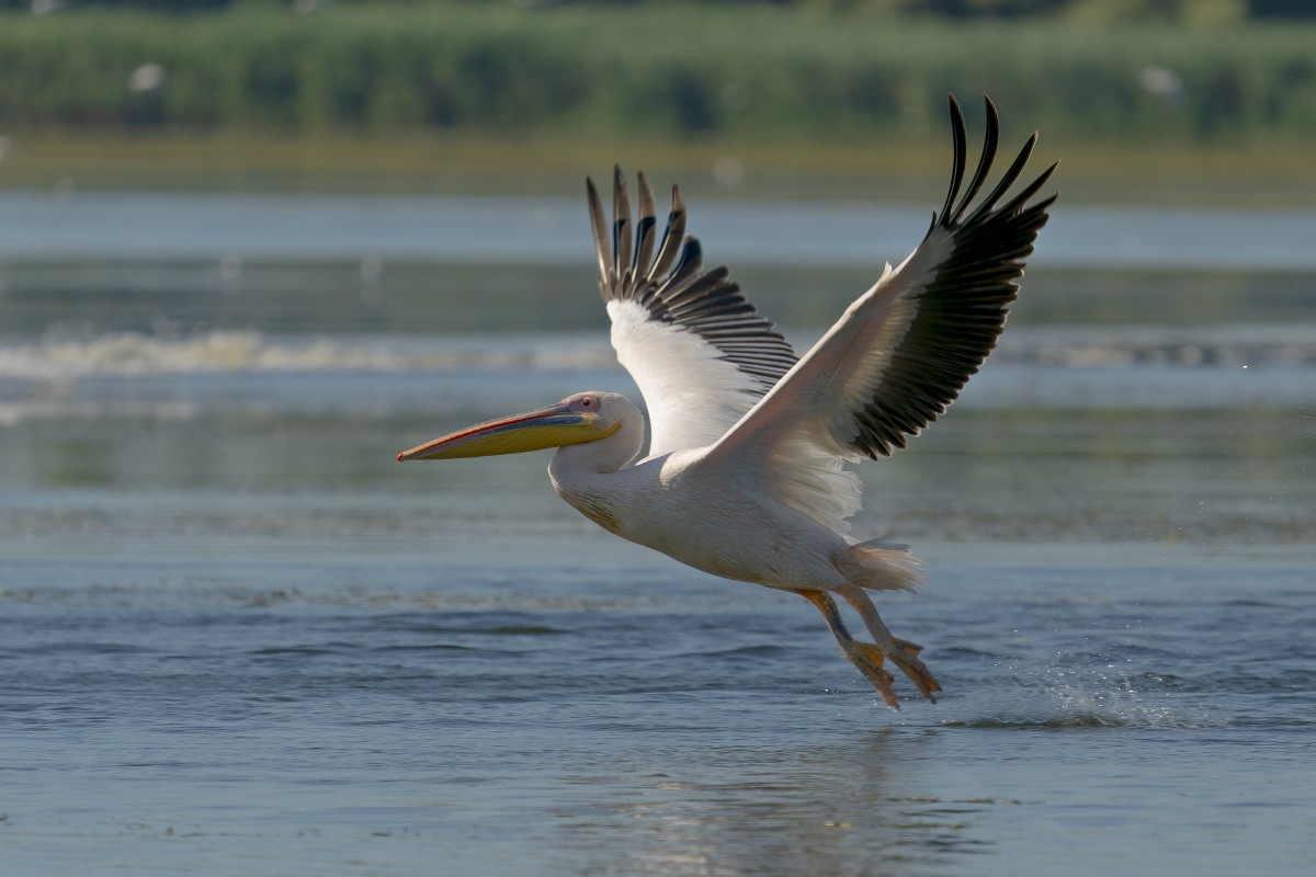 Great White Pelican - ML639640180