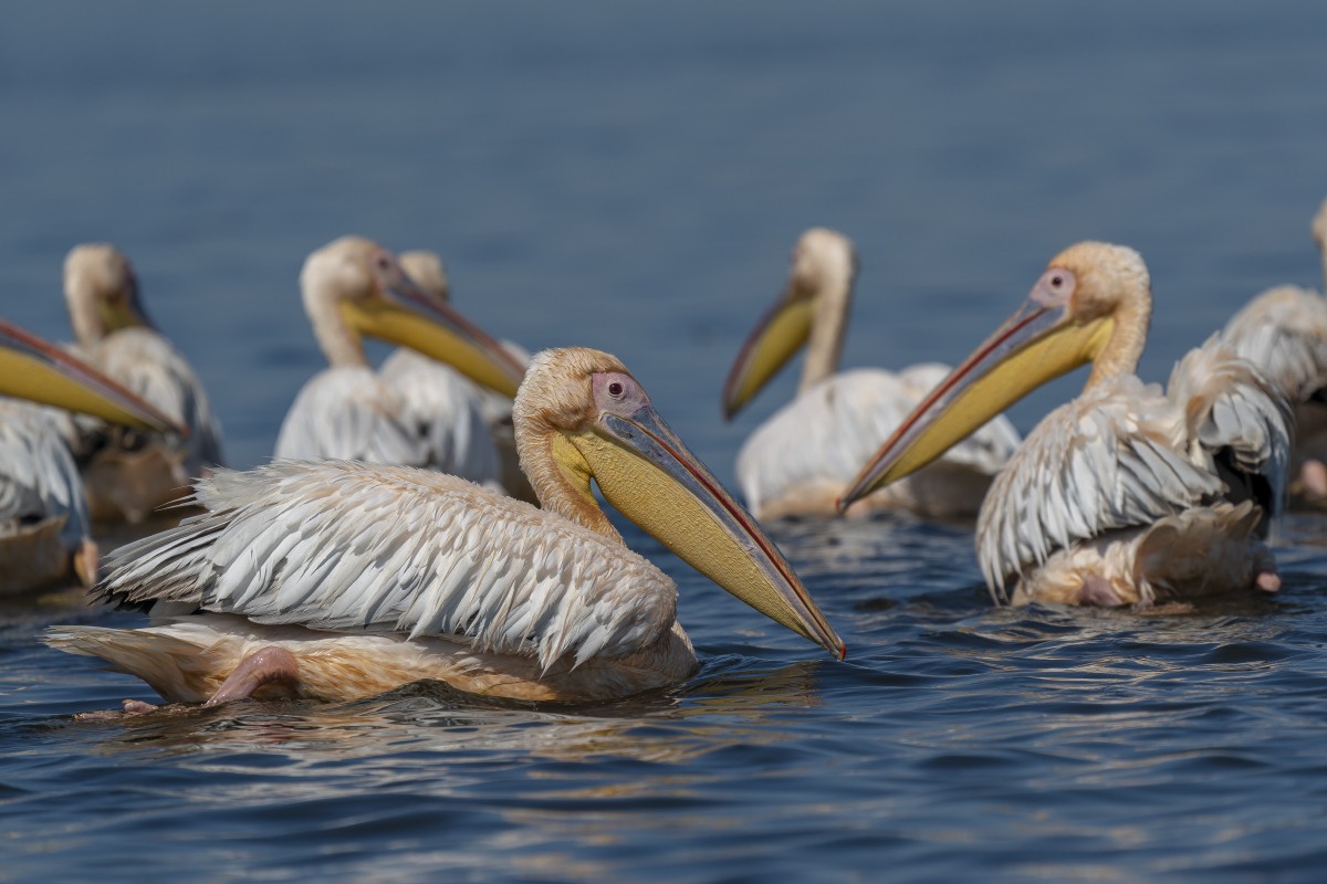 Great White Pelican - ML639640182