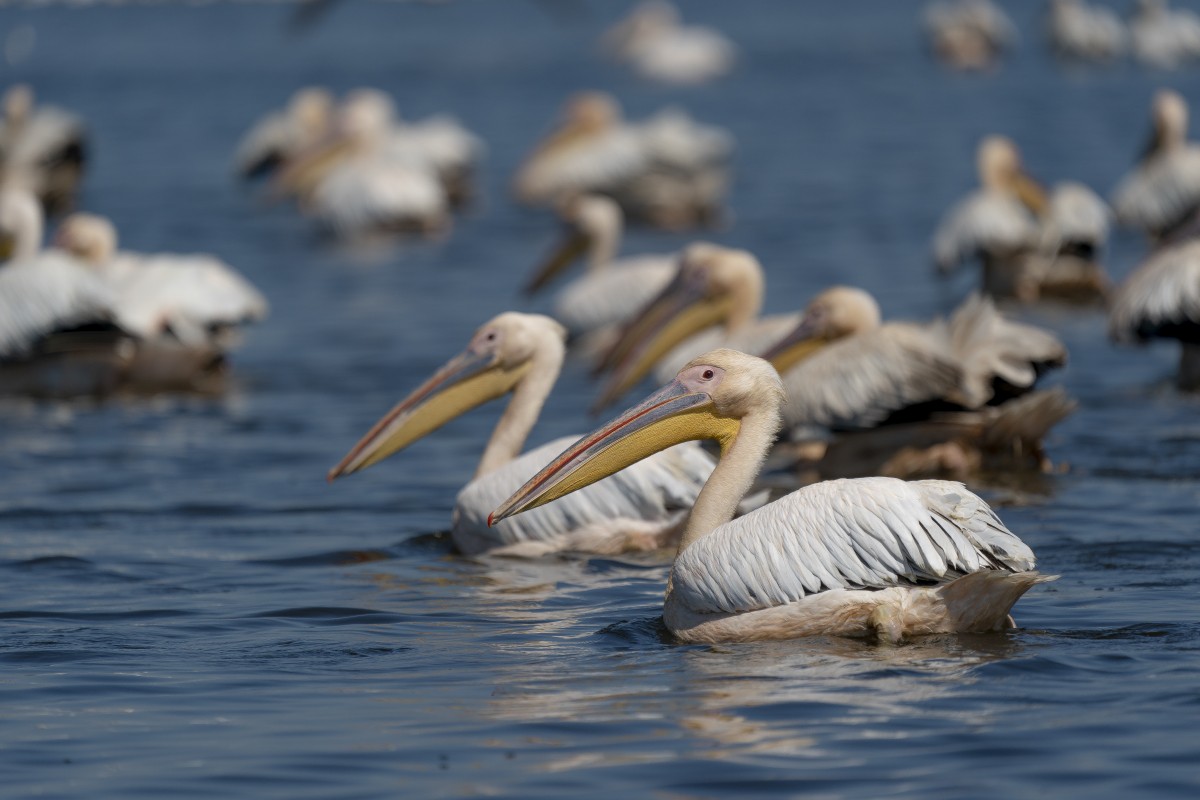 Great White Pelican - ML639640183