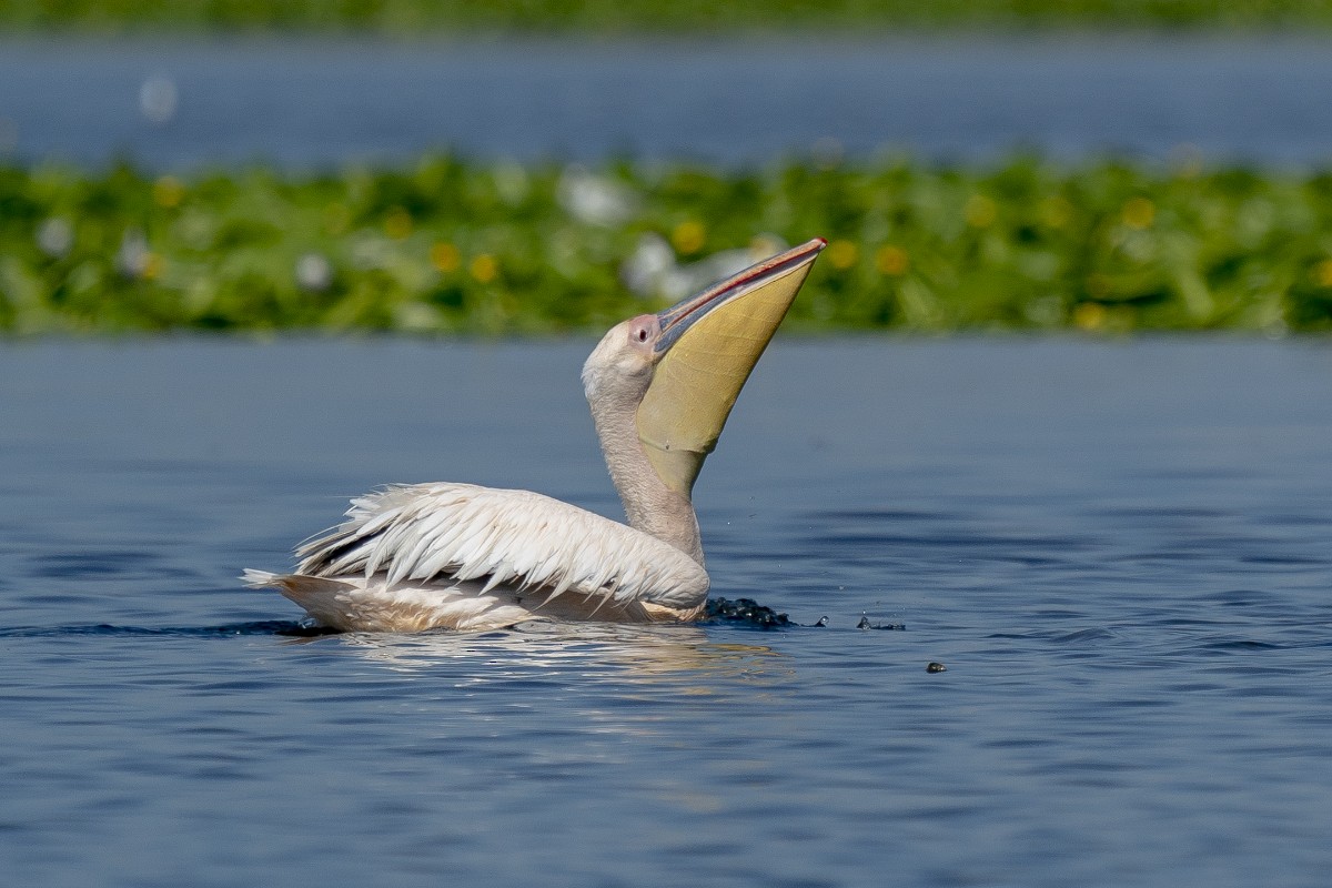 Great White Pelican - ML639640184