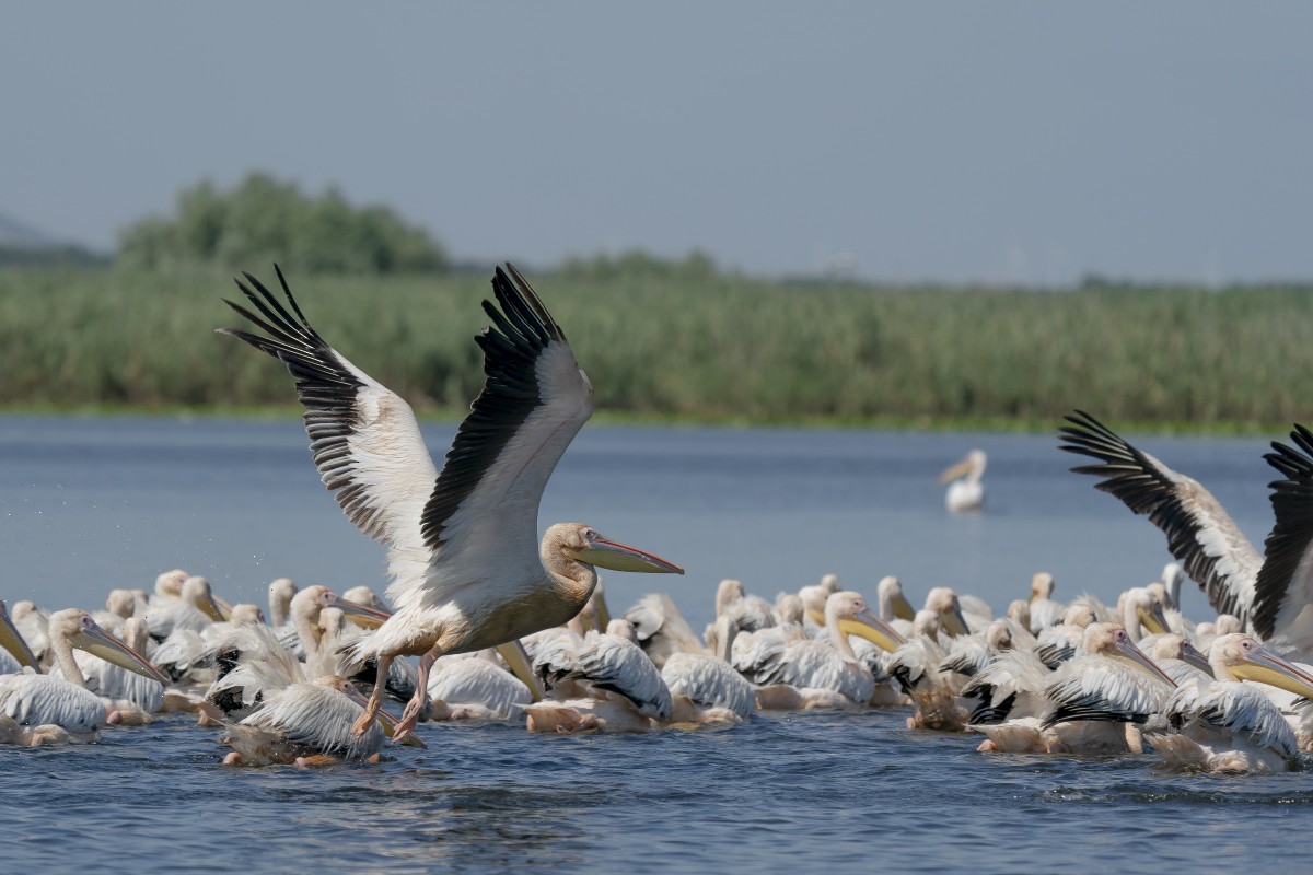 Great White Pelican - ML639640185