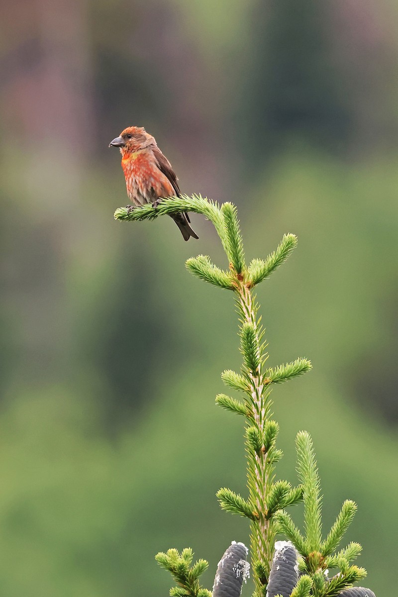 Cassia Crossbill - ML639640195