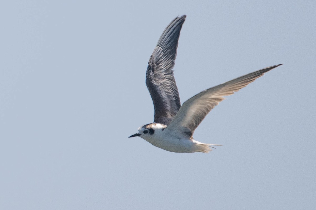White-winged Tern - ML639640212